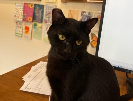 Enlarge My Lover Sir Elroy, a ADOPTABLE Domestic Short Hair in Eagle Point, OR image 6/6
