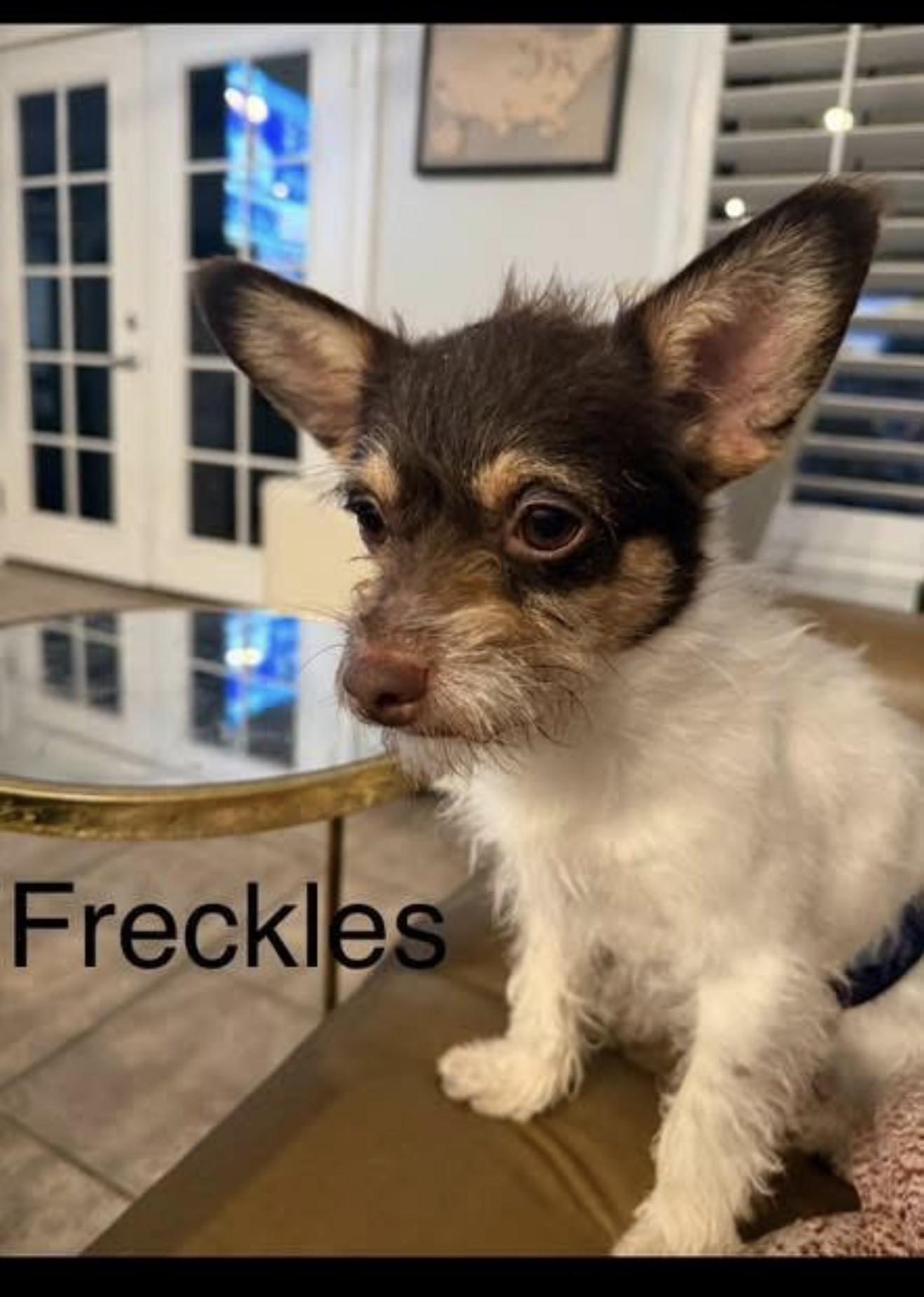 Freckles - The Cutie