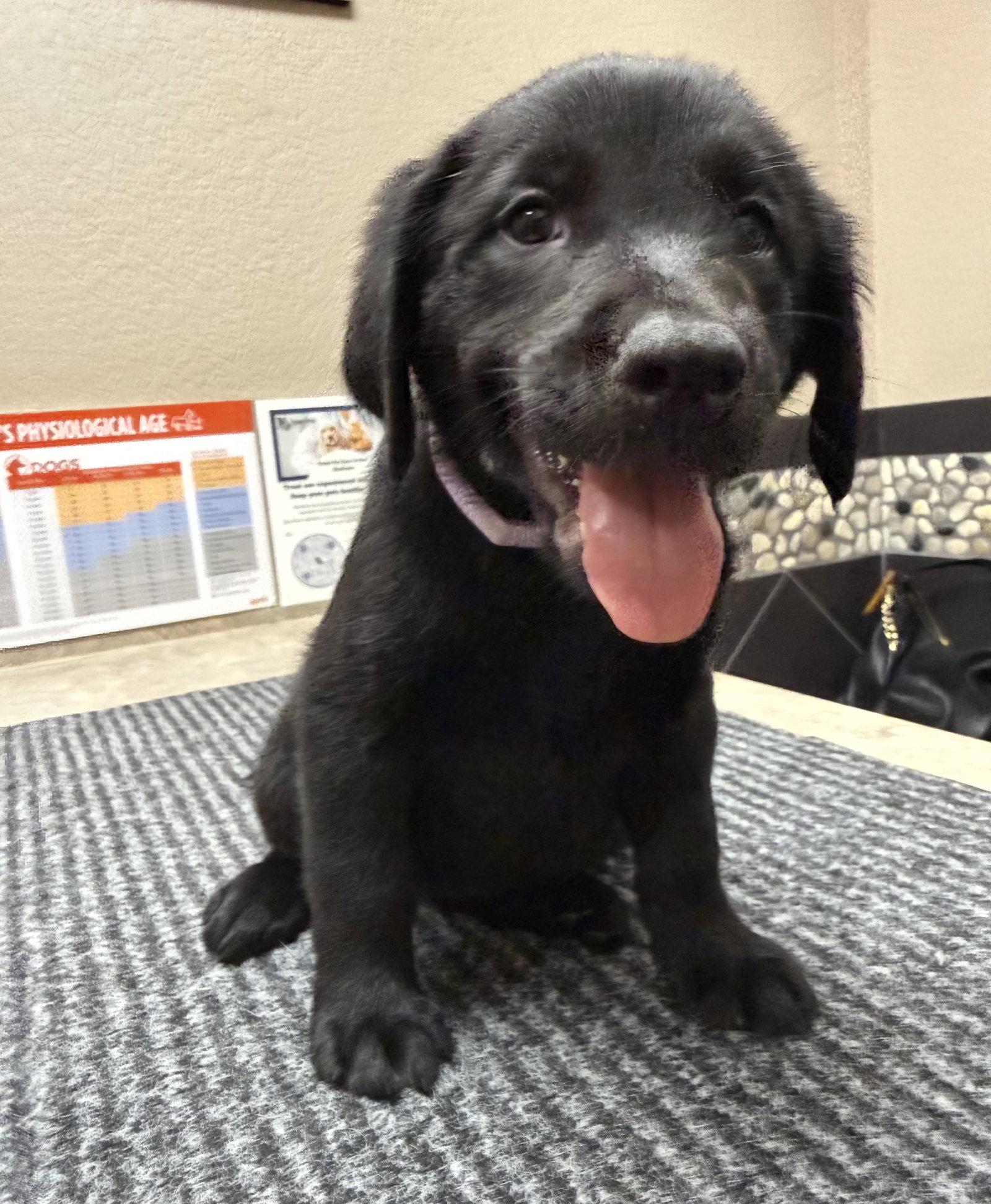 Enlarge Puppy 5 - Lavender, a Adoptable mixed breed in Denton, TX image 3/3