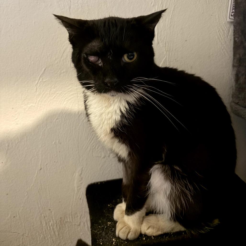 Chance, Adoptable, Adult Female Domestic Short Hair.