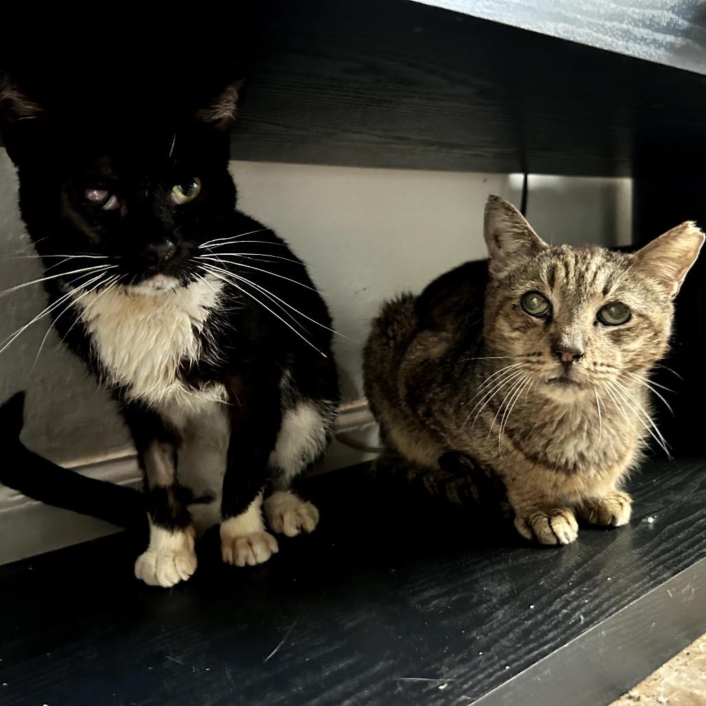 Chance, a Adoptable Domestic Short Hair in Juno Beach, FL image 2/2