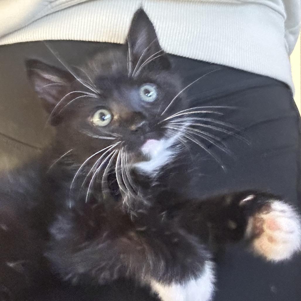 Jam, Adoptable, Kitten Male Domestic Short Hair & Domestic Short Hair.