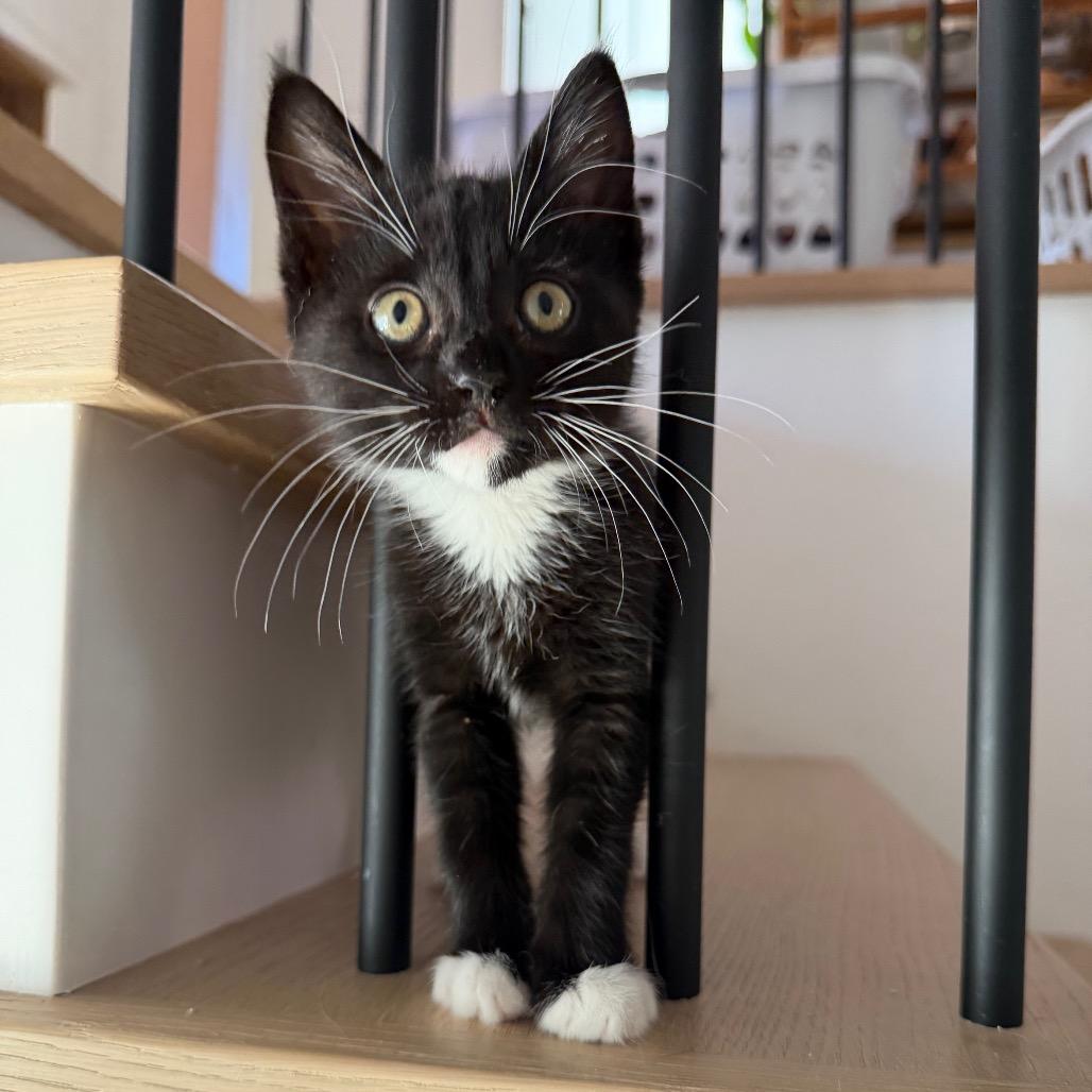 Jam, a Adoptable mixed breed in Tustin, CA image 2/6