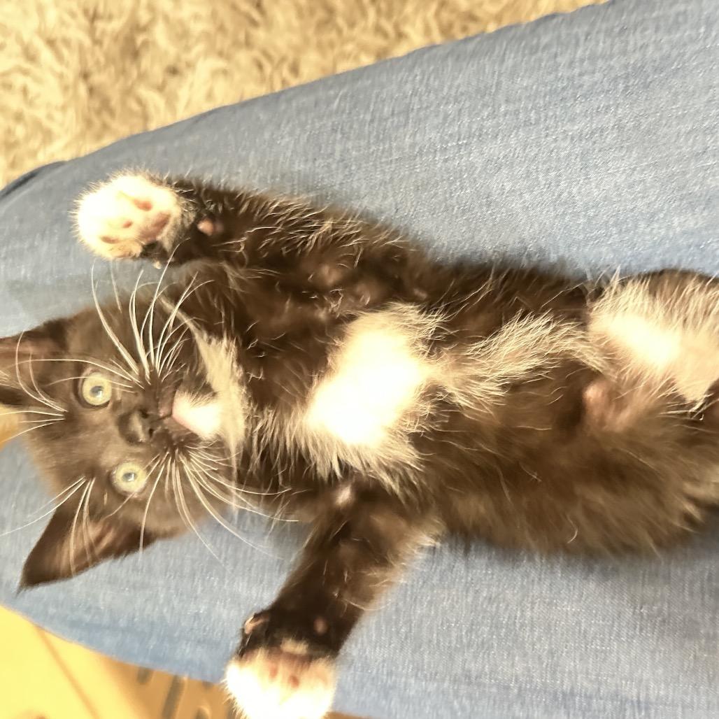 Jam, a Adoptable mixed breed in Tustin, CA image 4/6