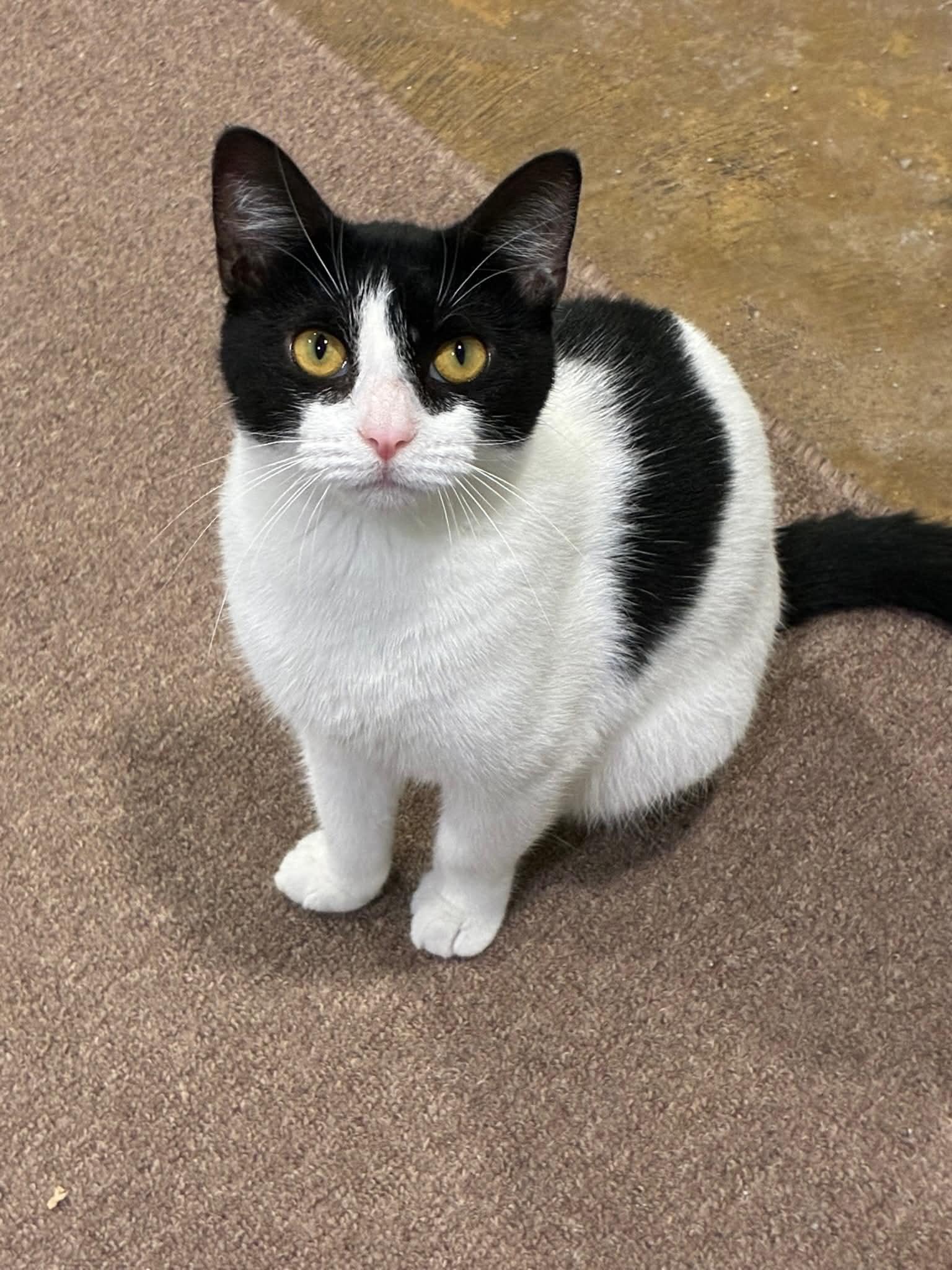 Enlarge Audra, a Adoptable Domestic Short Hair in Millington, TN image 4/4