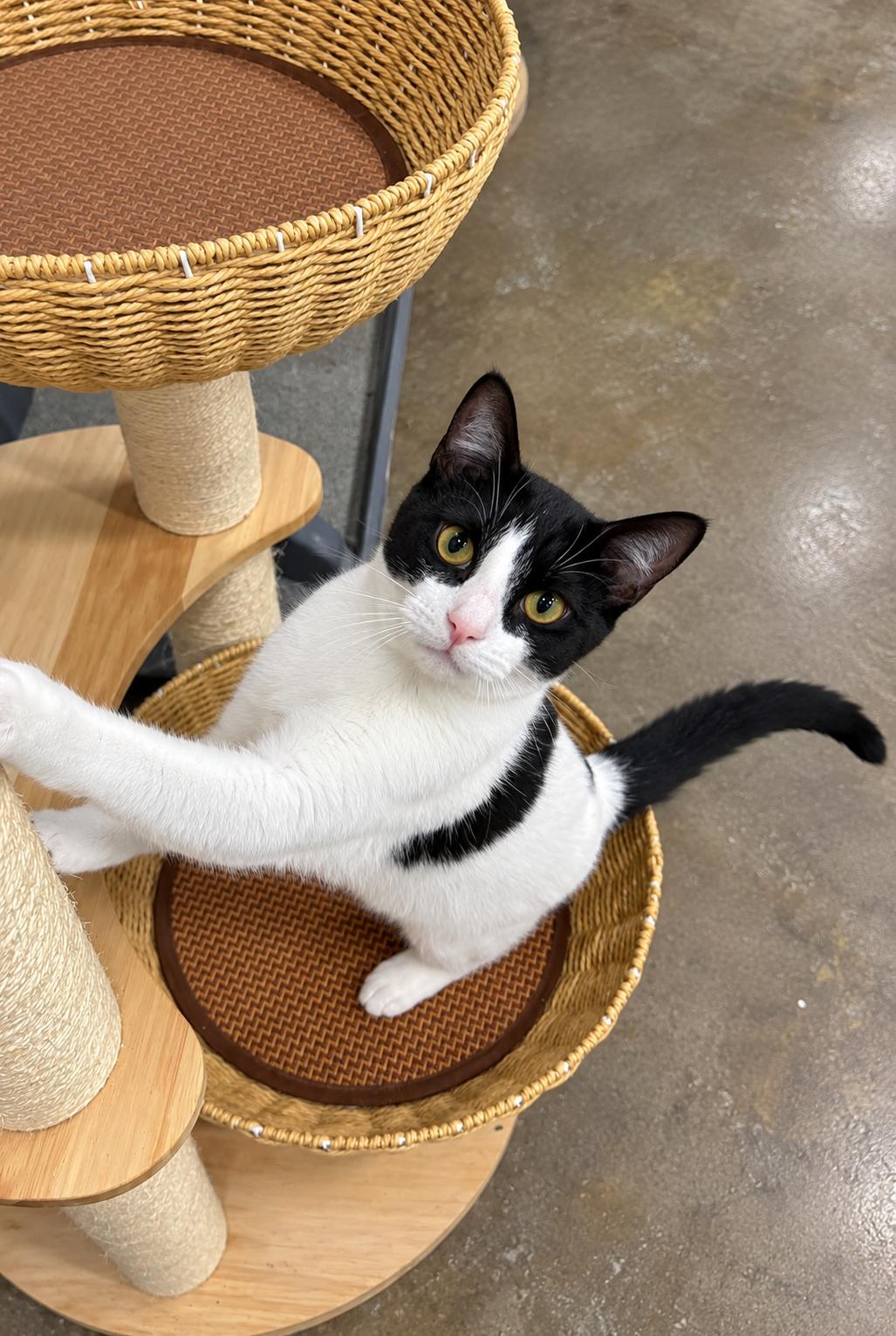 Enlarge Audra, a Adoptable Domestic Short Hair in Millington, TN image 2/4