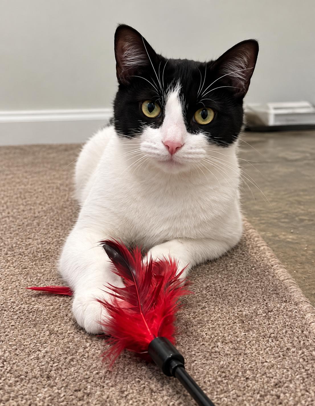 Audra, Adoptable, Young Female Domestic Short Hair.