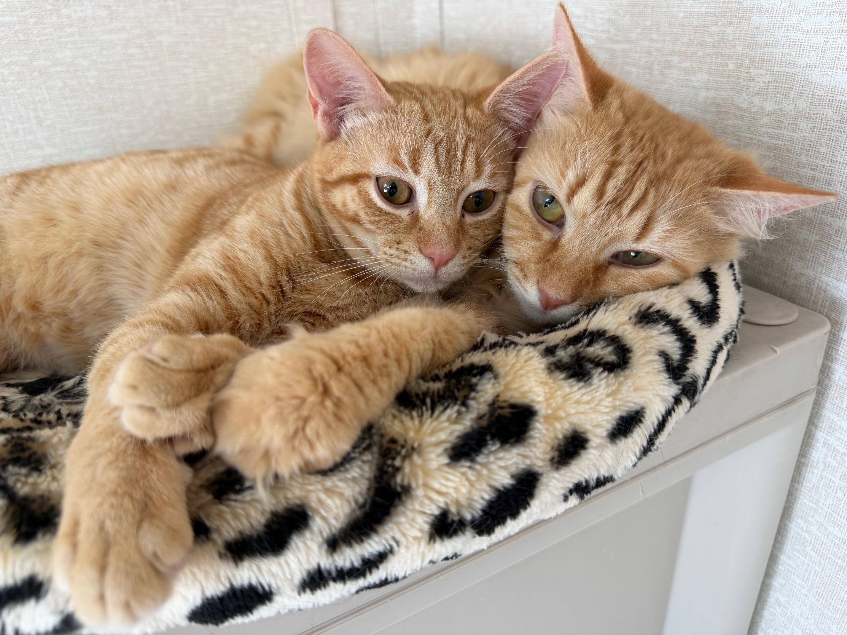 Enlarge Joel and Valentina, a ADOPTABLE mixed breed in Salem, NH image 2/4