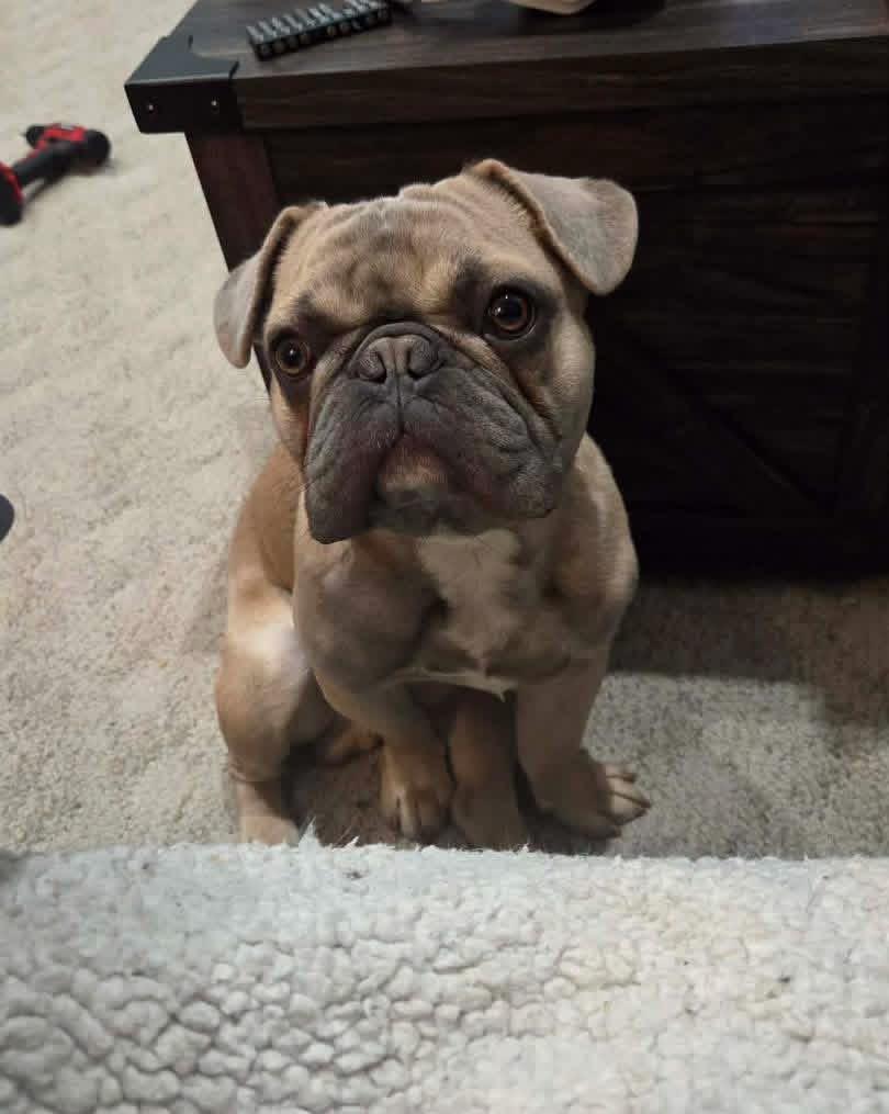 Potato , ADOPTABLE, Young Male French Bulldog.