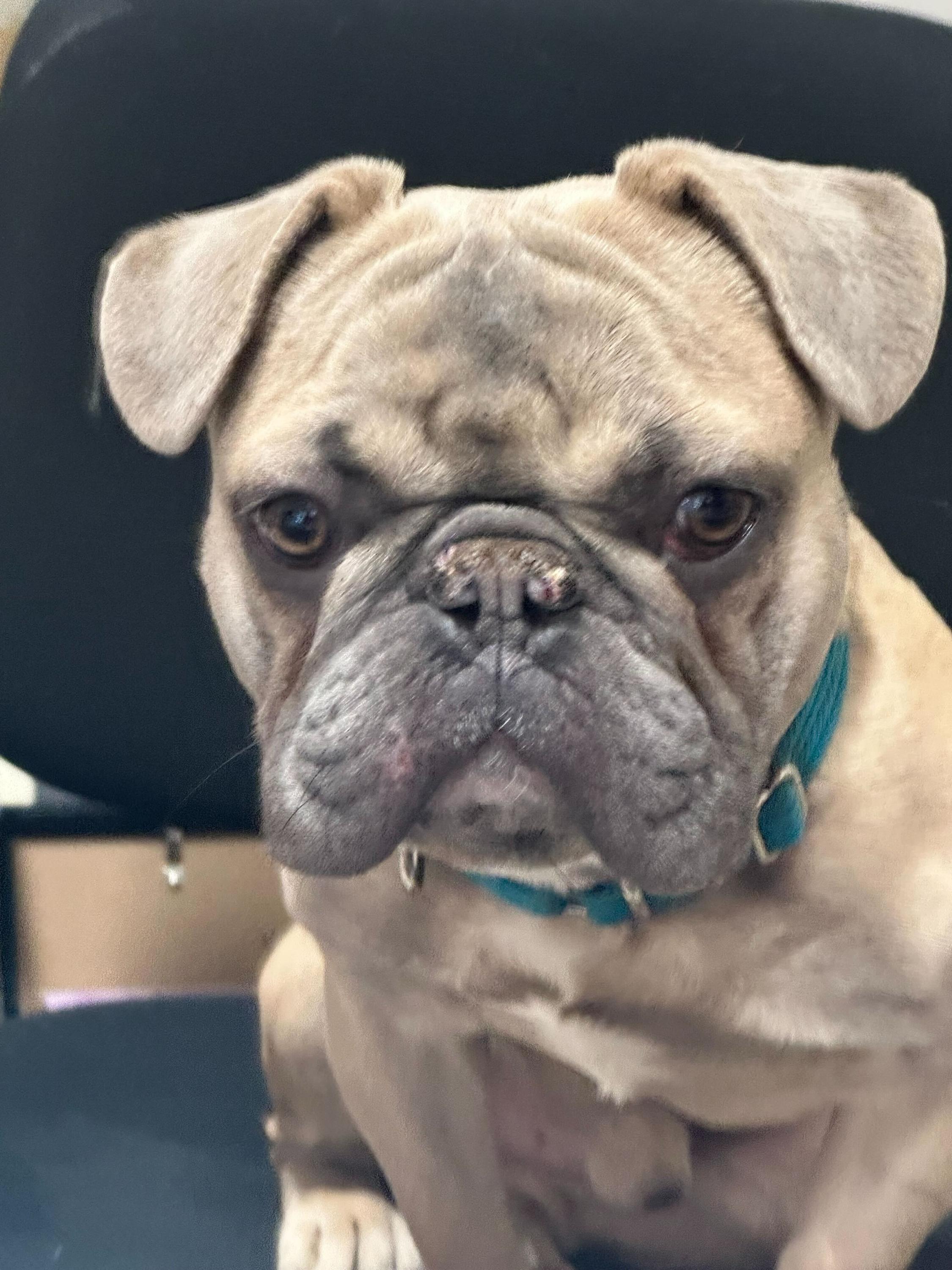 Enlarge Potato , a ADOPTABLE mixed breed in Grand Haven, MI image 6/6