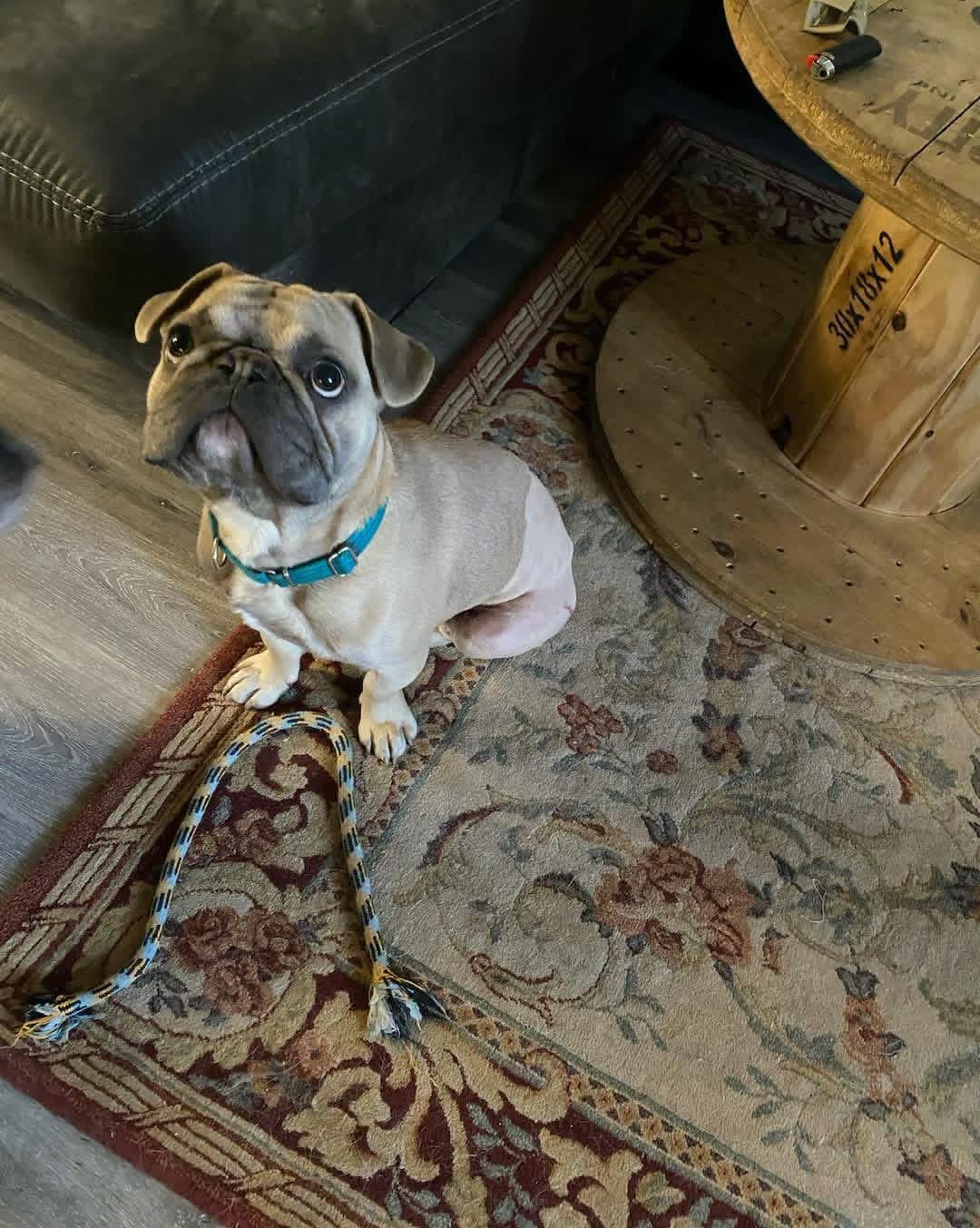 Enlarge Potato , a ADOPTABLE mixed breed in Grand Haven, MI image 2/6