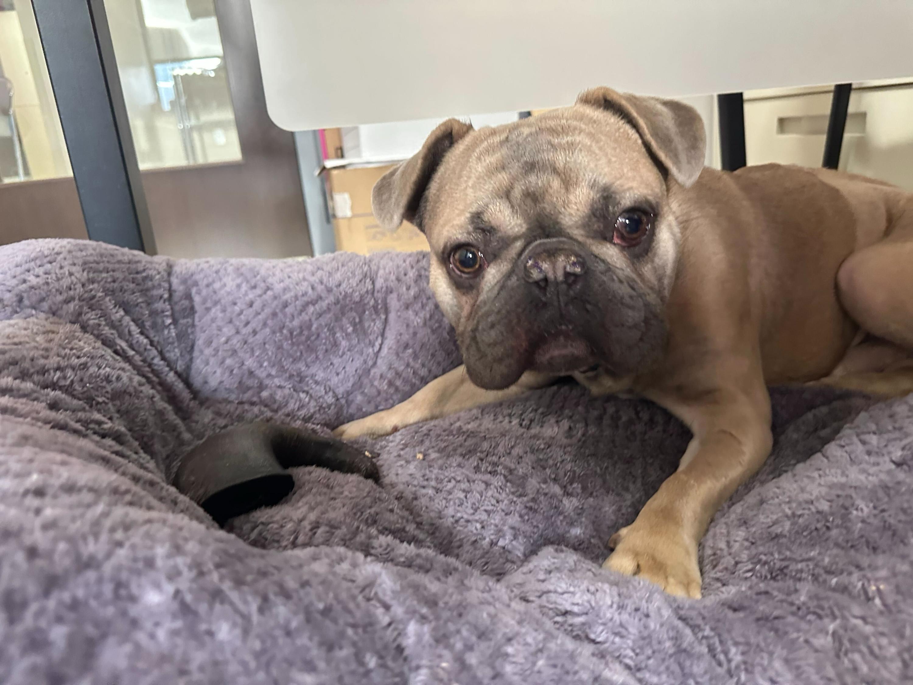 Enlarge Potato , a ADOPTABLE mixed breed in Grand Haven, MI image 5/6