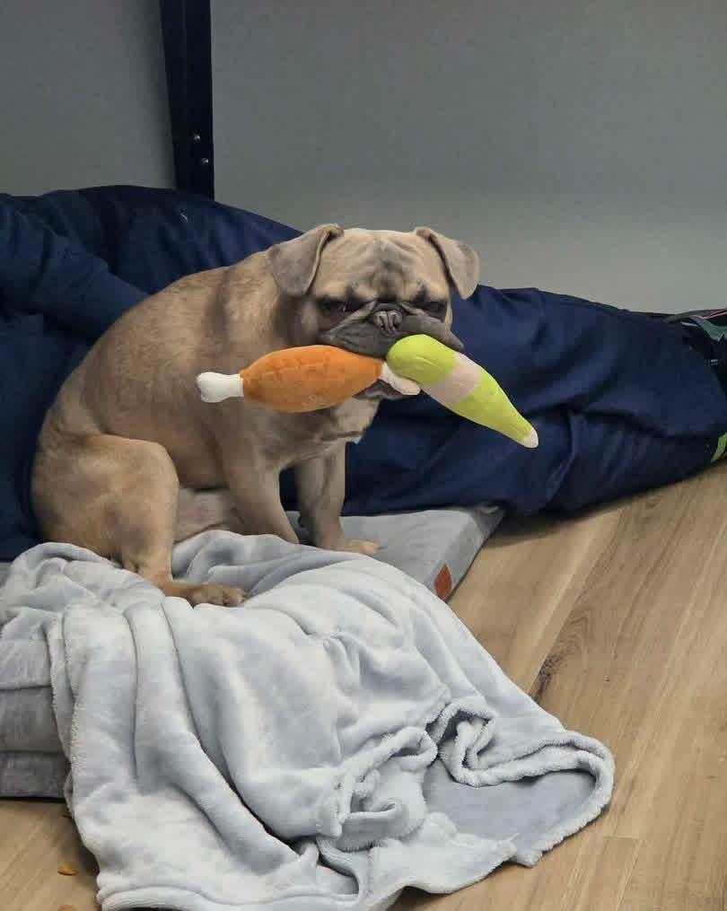 Enlarge Potato , a ADOPTABLE mixed breed in Grand Haven, MI image 3/6