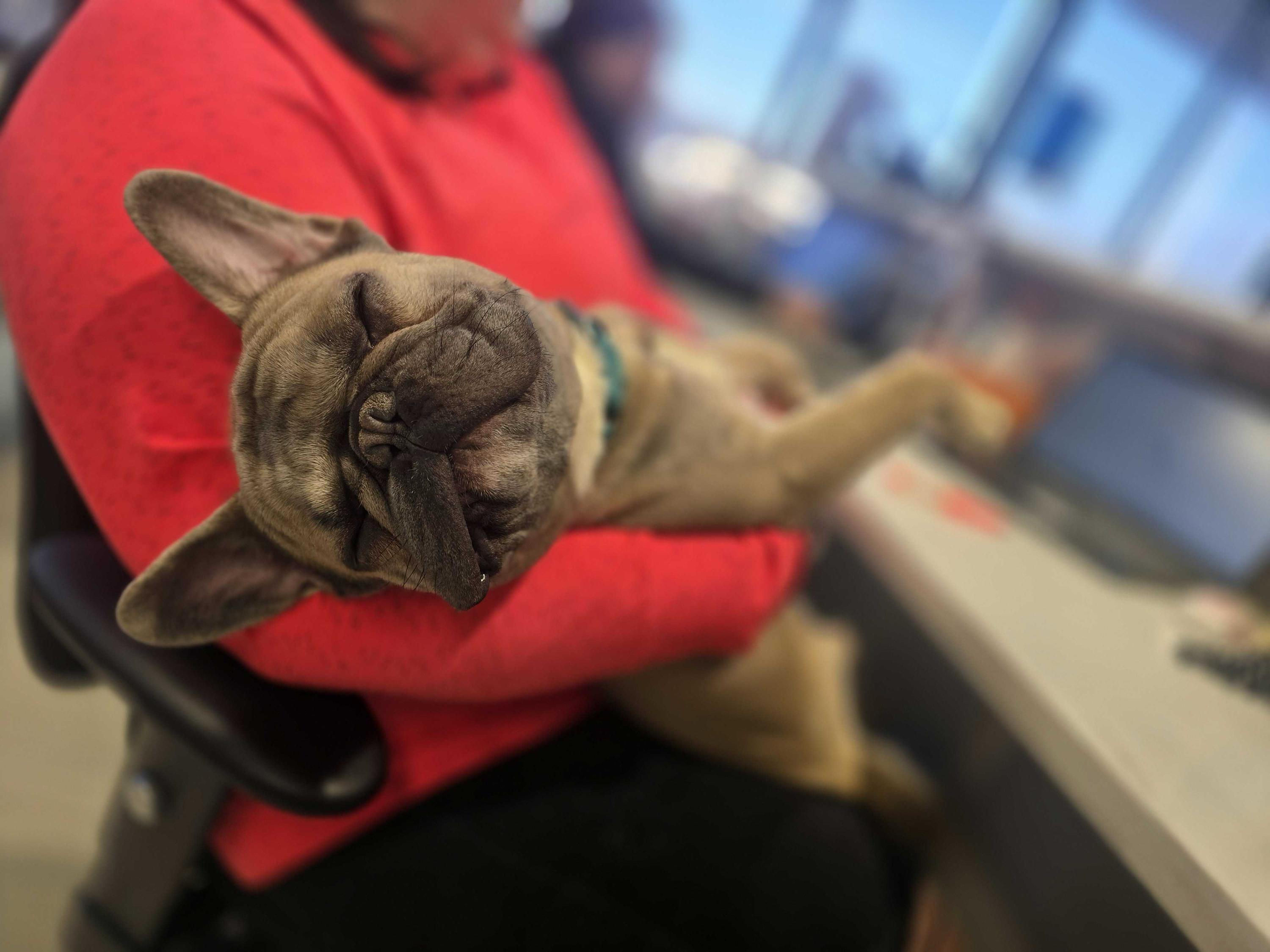 Enlarge Potato , a ADOPTABLE mixed breed in Grand Haven, MI image 4/6