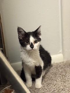 Rudi, Adoptable, Young Female Domestic Short Hair.