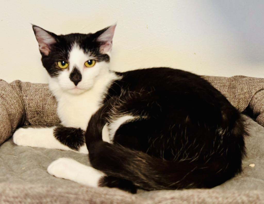 Enlarge Rudi, a Adoptable mixed breed in Palmer, AK image 2/4