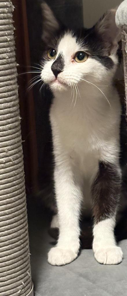 Enlarge Rudi, a Adoptable mixed breed in Palmer, AK image 3/4