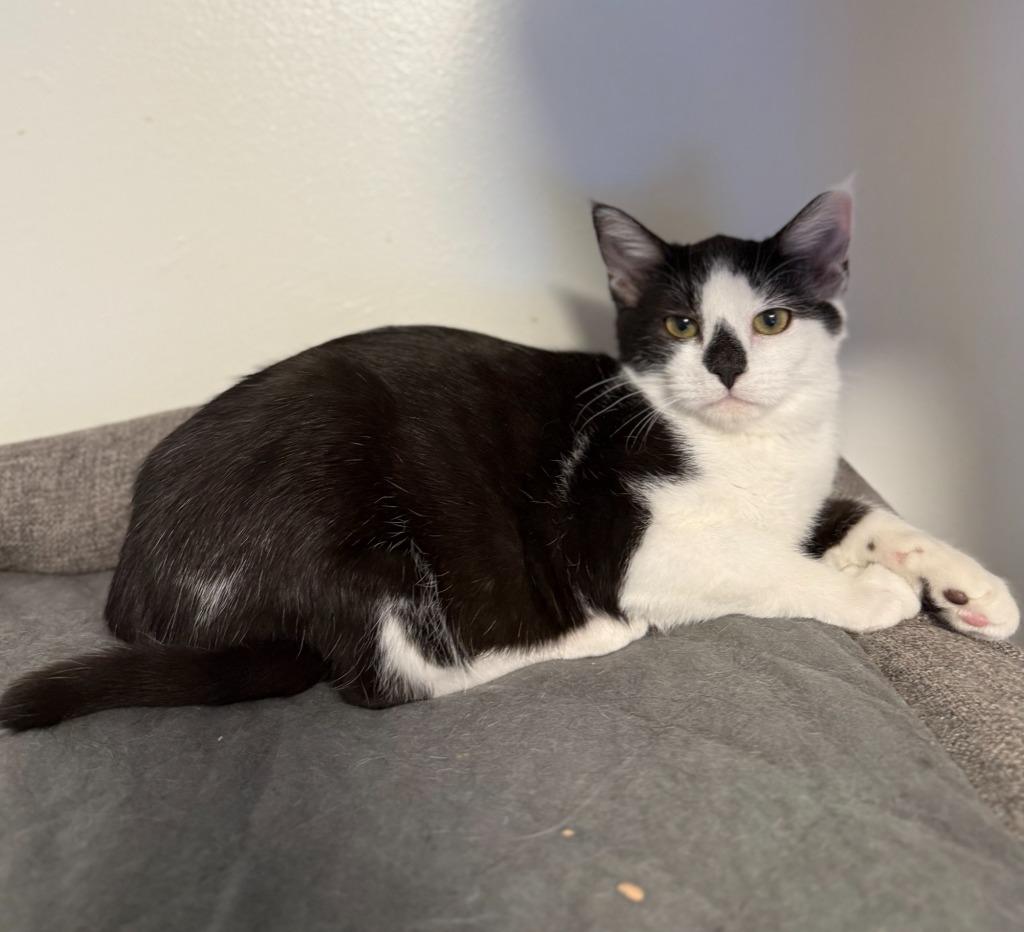 Enlarge Rudi, a Adoptable mixed breed in Palmer, AK image 4/4