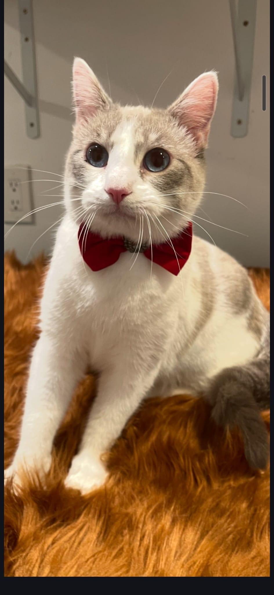 PEARL, ADOPTABLE, Young Female Domestic Short Hair.