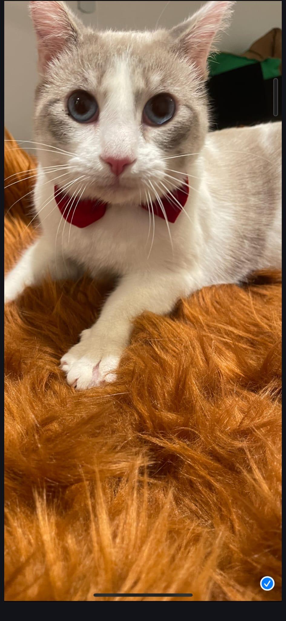 Enlarge PEARL, a ADOPTABLE Domestic Short Hair in Santa Ana, CA image 3/3