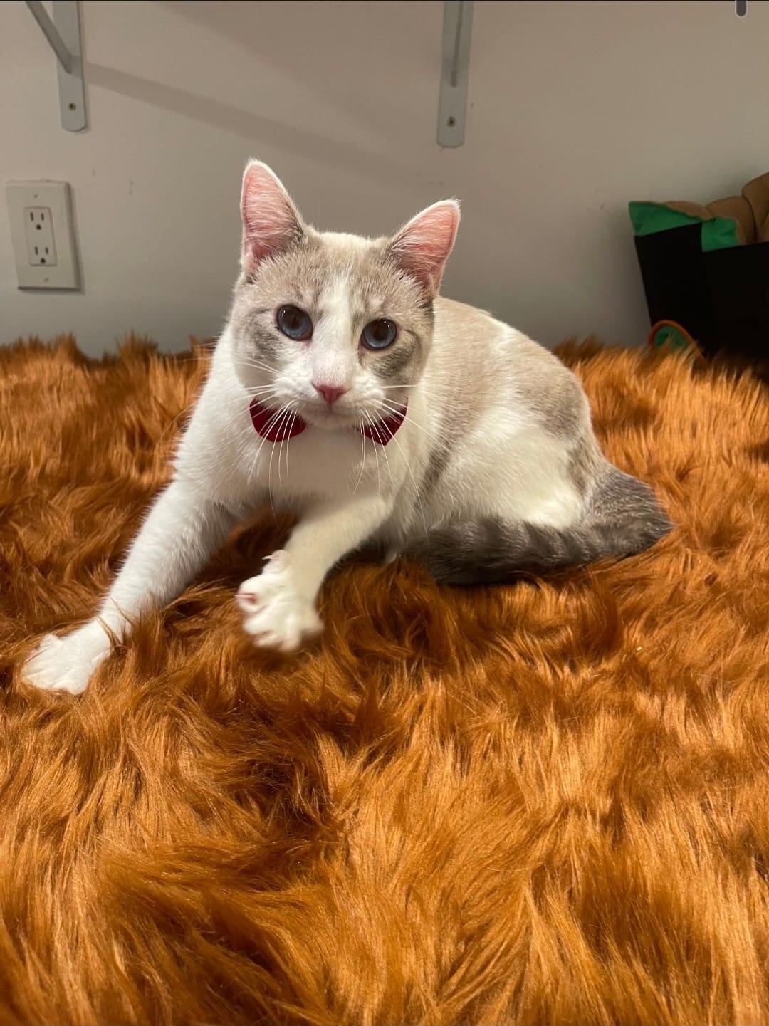 Enlarge PEARL, a ADOPTABLE Domestic Short Hair in Santa Ana, CA image 2/3