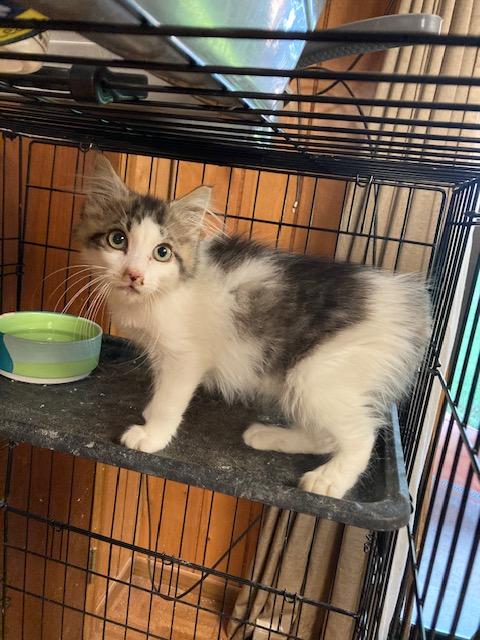 Enlarge PA - Declan, a Adopted mixed breed in Norristown, PA image 1/4