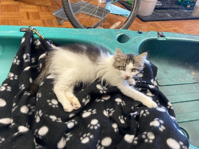 Enlarge PA - Declan, a Adopted mixed breed in Norristown, PA image 2/4