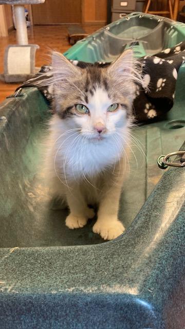 Enlarge PA - Declan, a Adopted mixed breed in Norristown, PA image 3/4