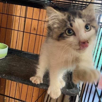 PA - Declan, Adopted, Kitten Male Maine Coon & Domestic Long Hair.