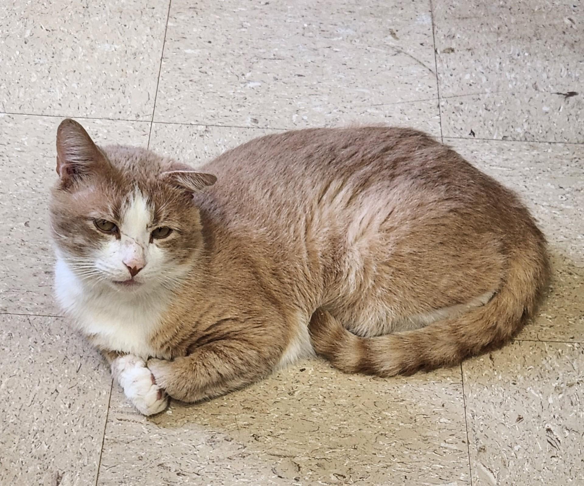 Turner, ADOPTABLE, Adult Male Domestic Short Hair.