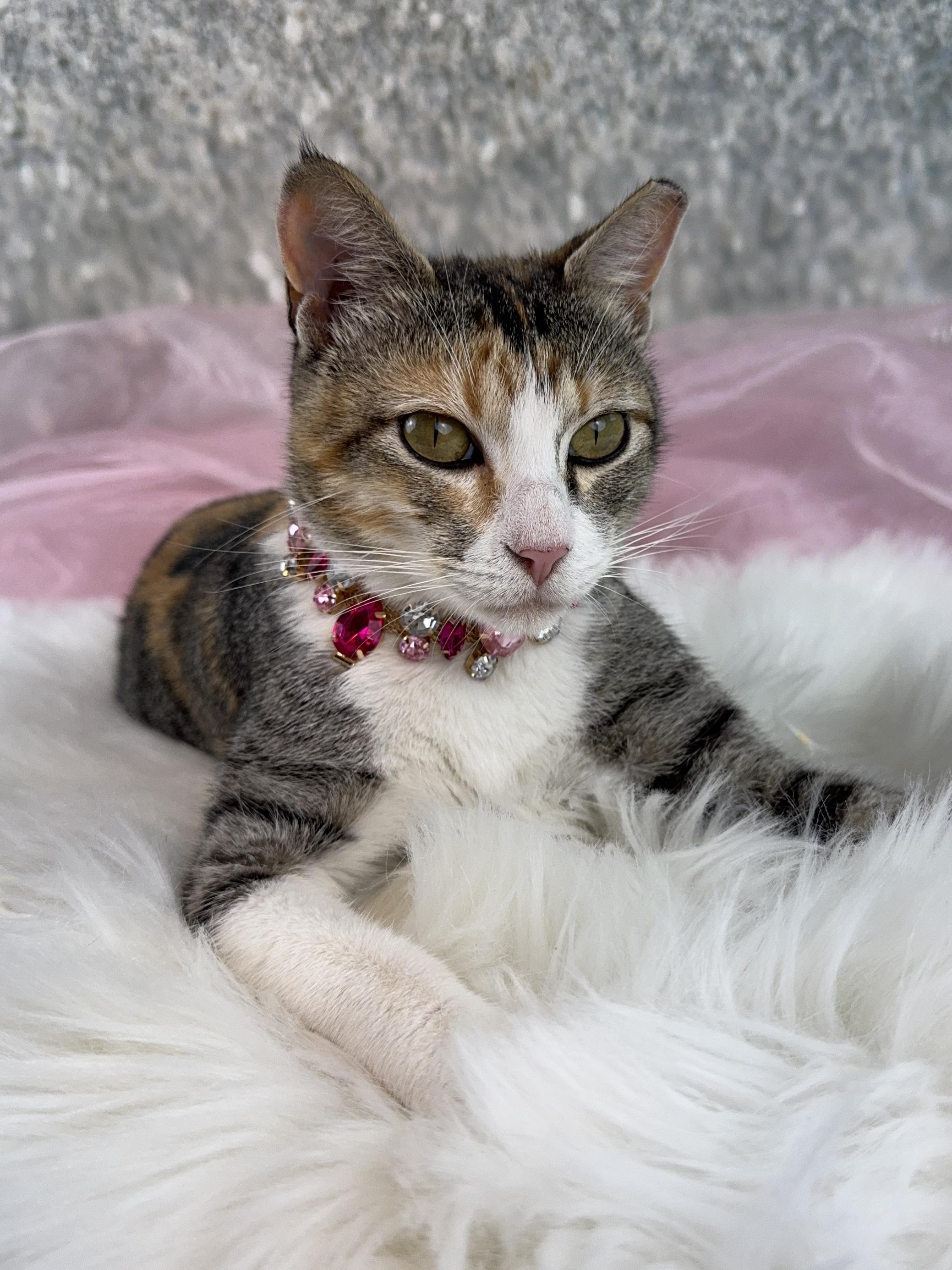 Enlarge Flower, an adopted mixed breed in Houston, TX image 5/6