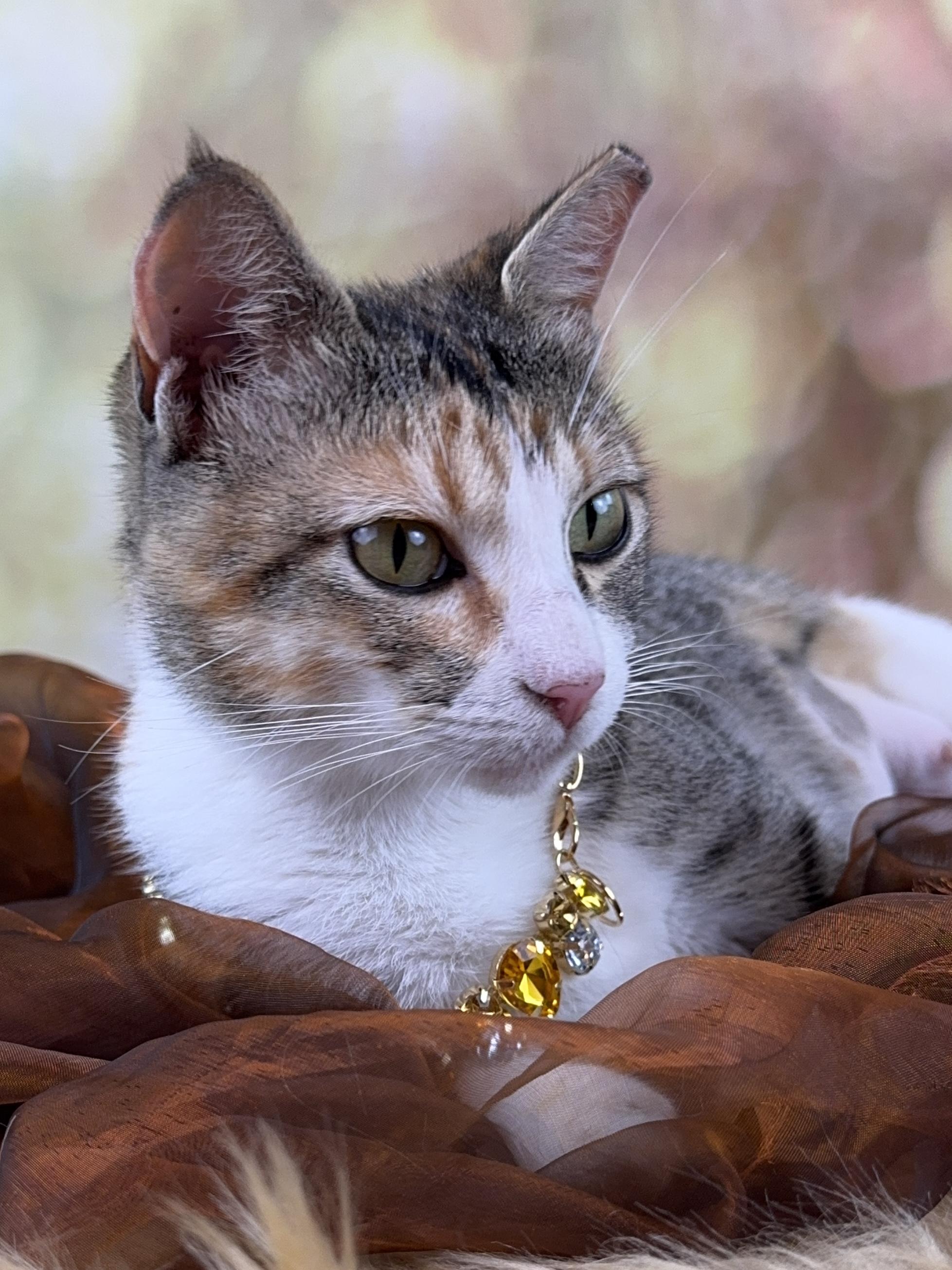 Enlarge Flower, an adopted mixed breed in Houston, TX image 2/6