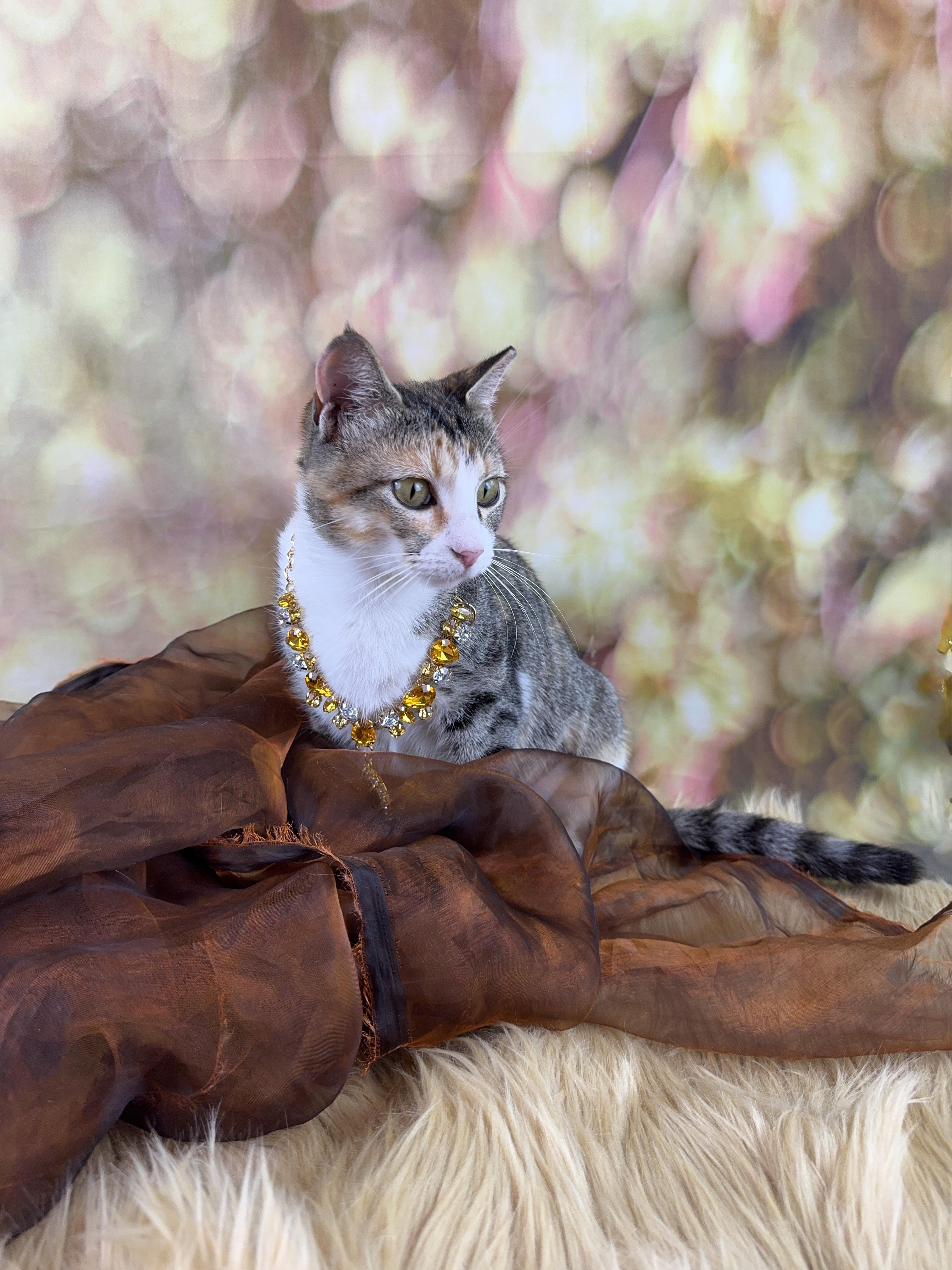 Enlarge Flower, an adopted mixed breed in Houston, TX image 3/6