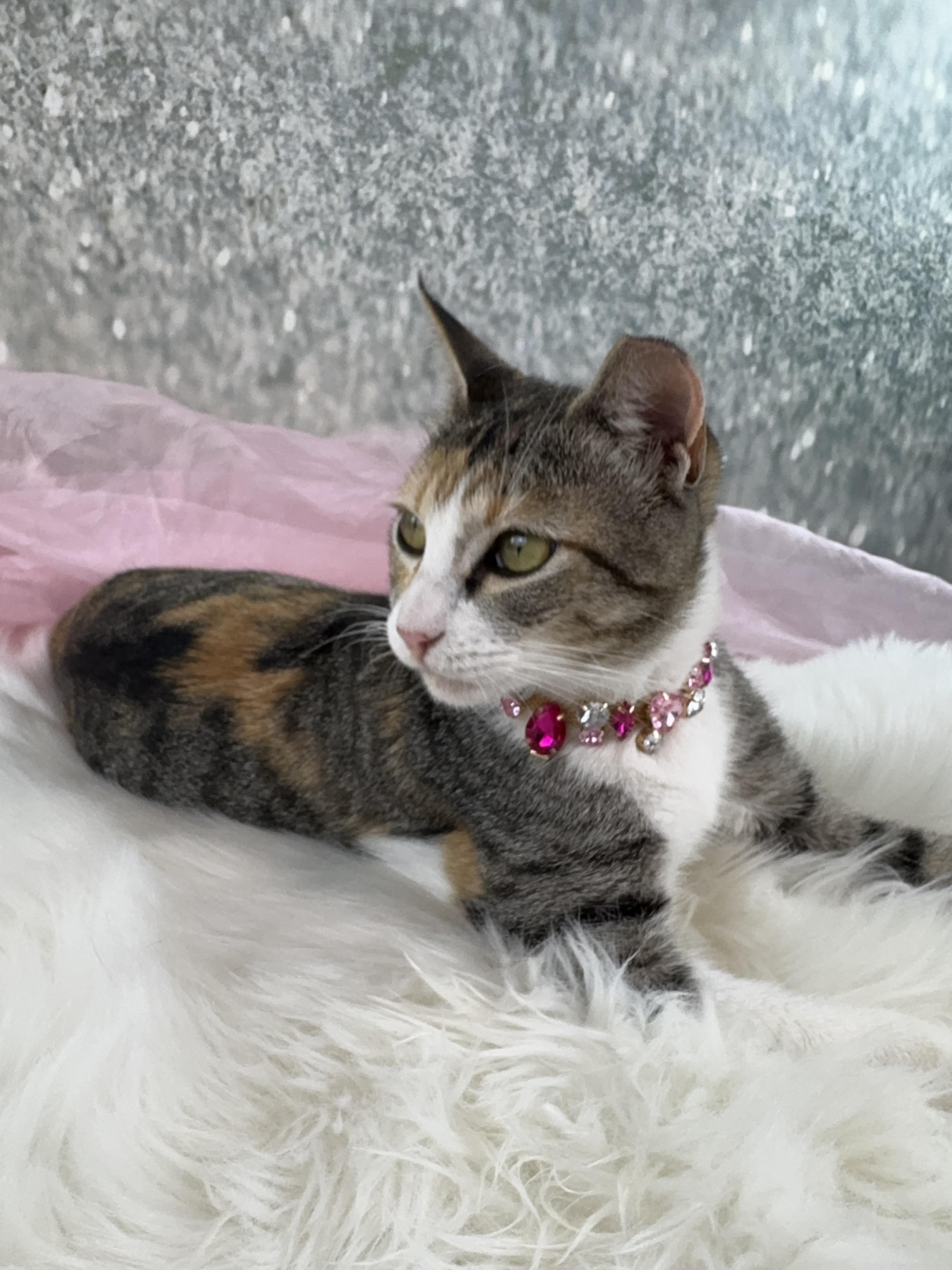 Flower, adopted, Young Female Calico & Tabby.