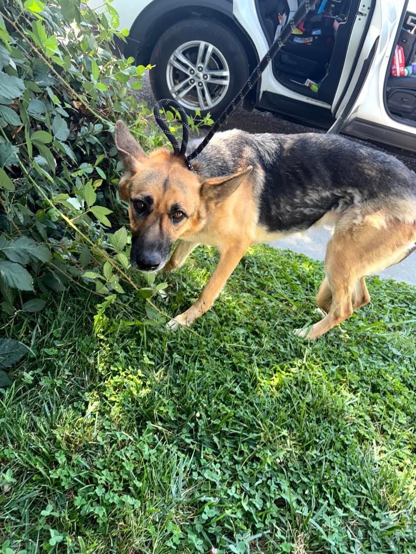Negra, a ADOPTABLE German Shepherd Dog in Duxbury, MA image 3/6