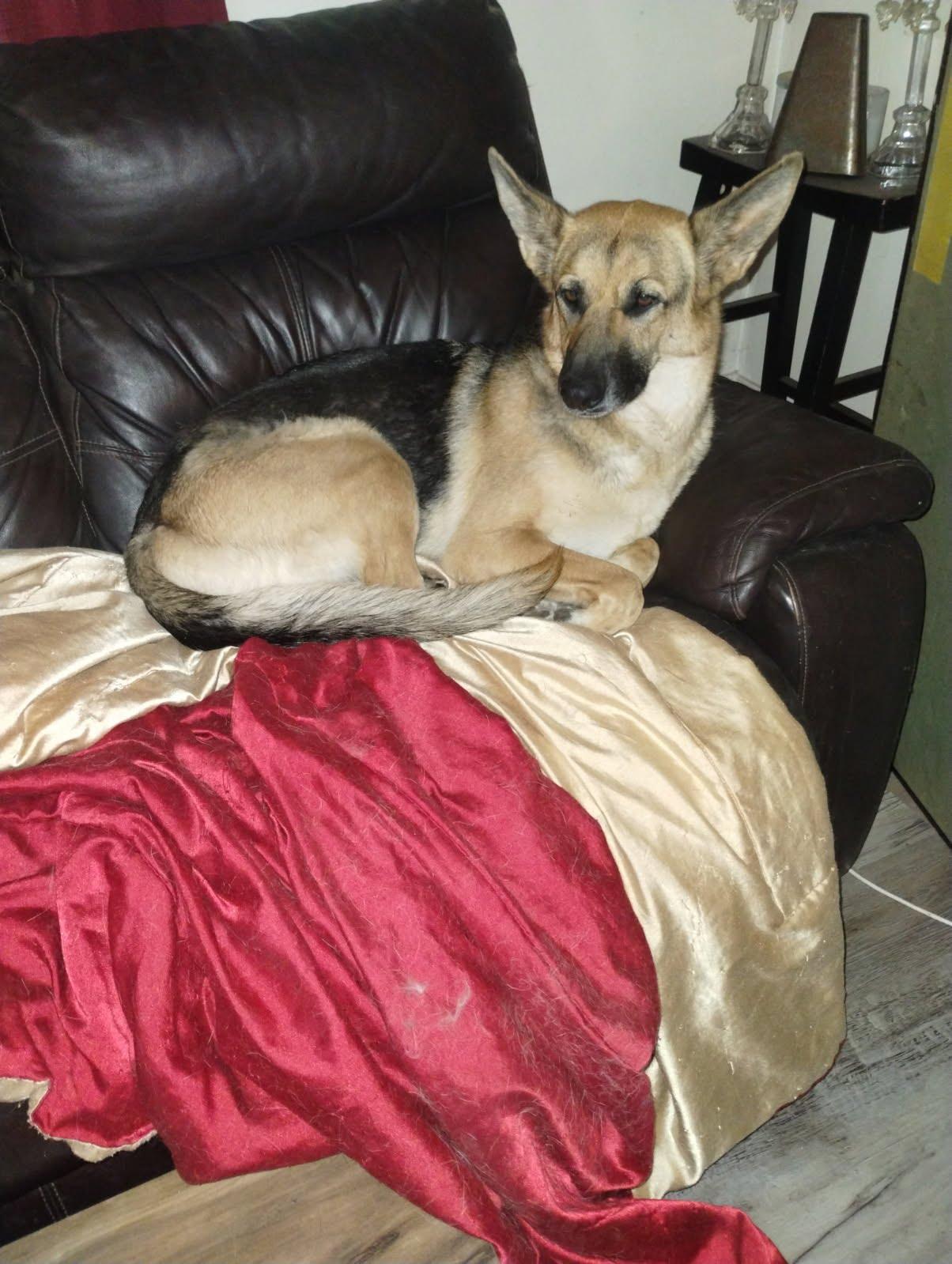 Negra, a ADOPTABLE German Shepherd Dog in Duxbury, MA image 5/6