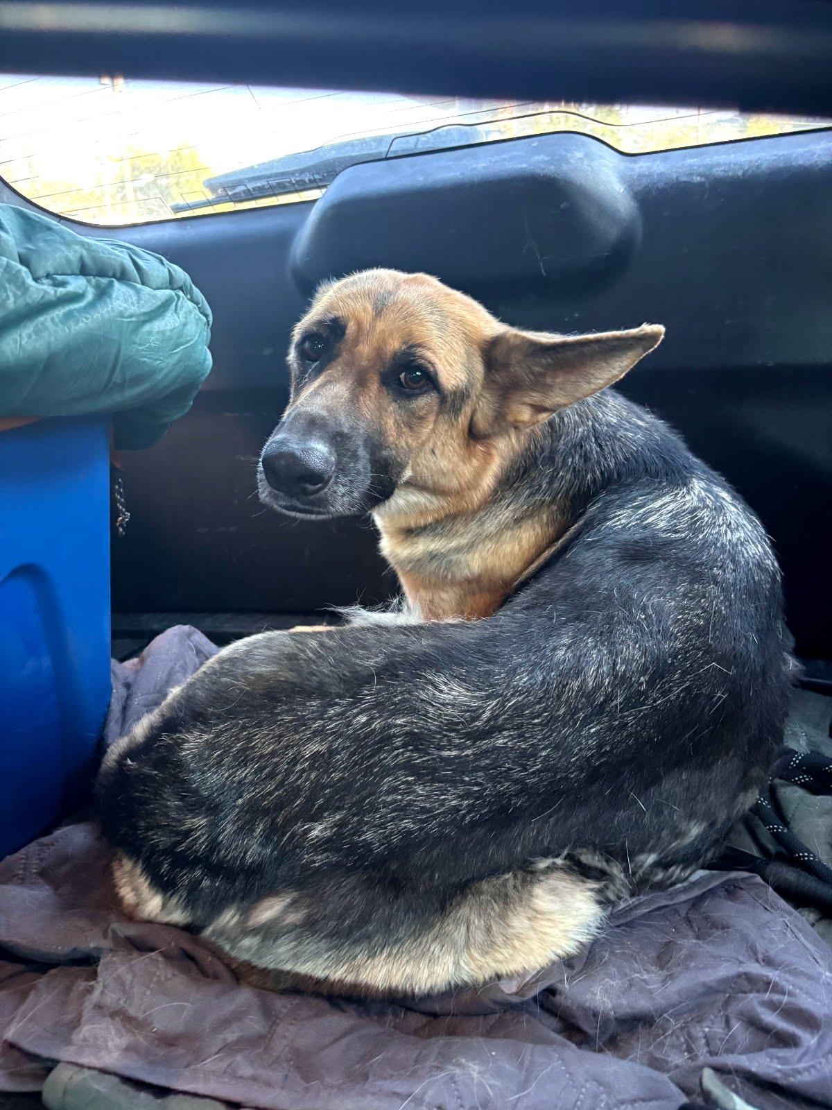 Negra, a ADOPTABLE German Shepherd Dog in Duxbury, MA image 2/6