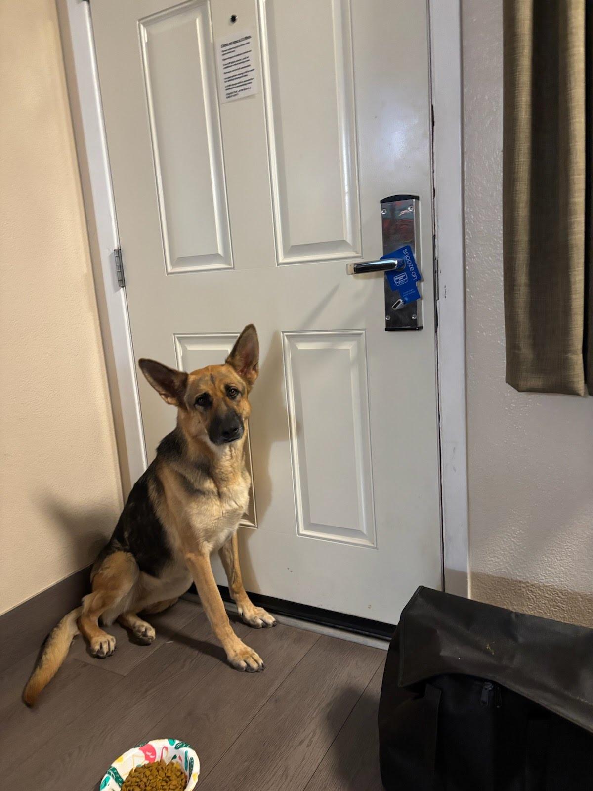 Negra, ADOPTABLE, Adult Female German Shepherd Dog.