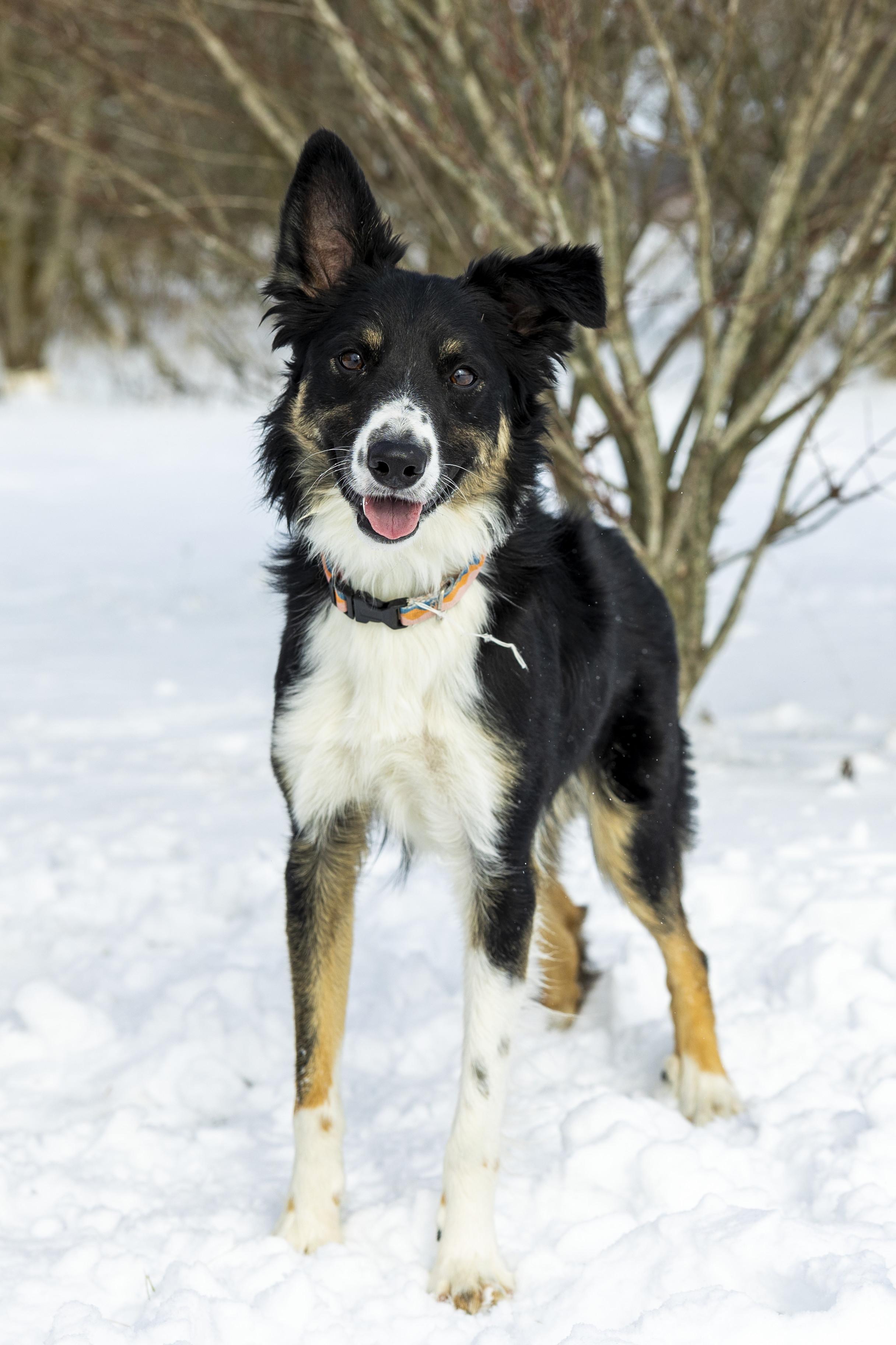 Kodiak, Adoptable, Young Male Border Collie.