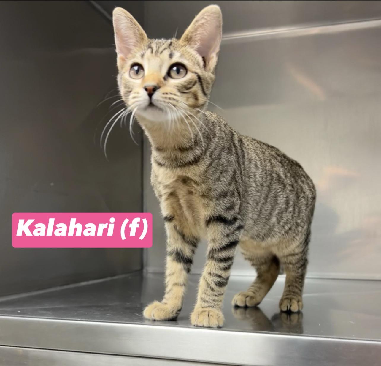 Kalahari