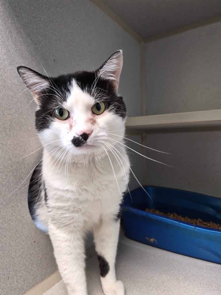 Zion (neutered), Adoptable, Adult Male Domestic Medium Hair.