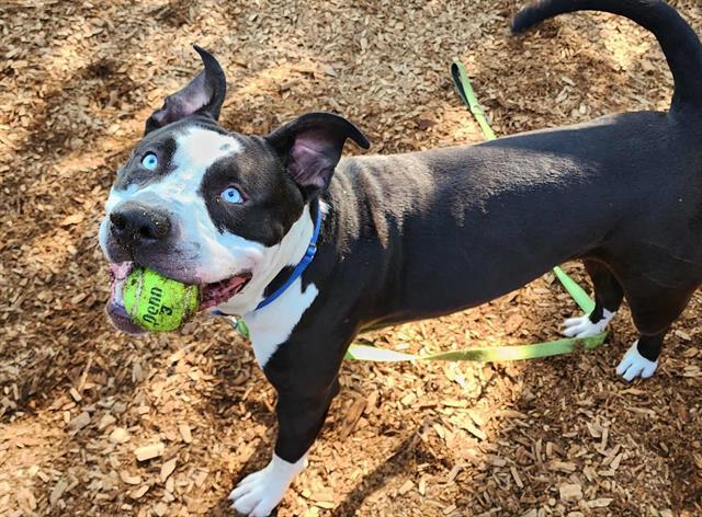 BUTCH, Adoptable, Adult Male Pit Bull Terrier & Mixed Breed.
