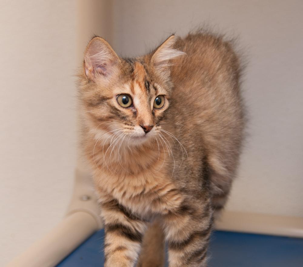 Enlarge Mohawk (gets adopted with Tootsie), a Adoptable Torbie in Westminster, CO image 3/3