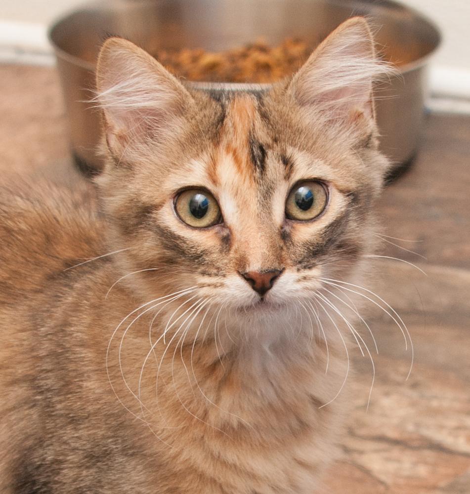 Mohawk (gets adopted with Tootsie), Adoptable, Kitten Female Torbie.