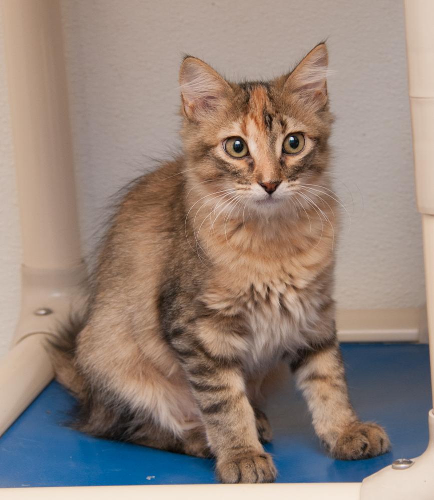 Enlarge Mohawk (gets adopted with Tootsie), a Adoptable Torbie in Westminster, CO image 2/3