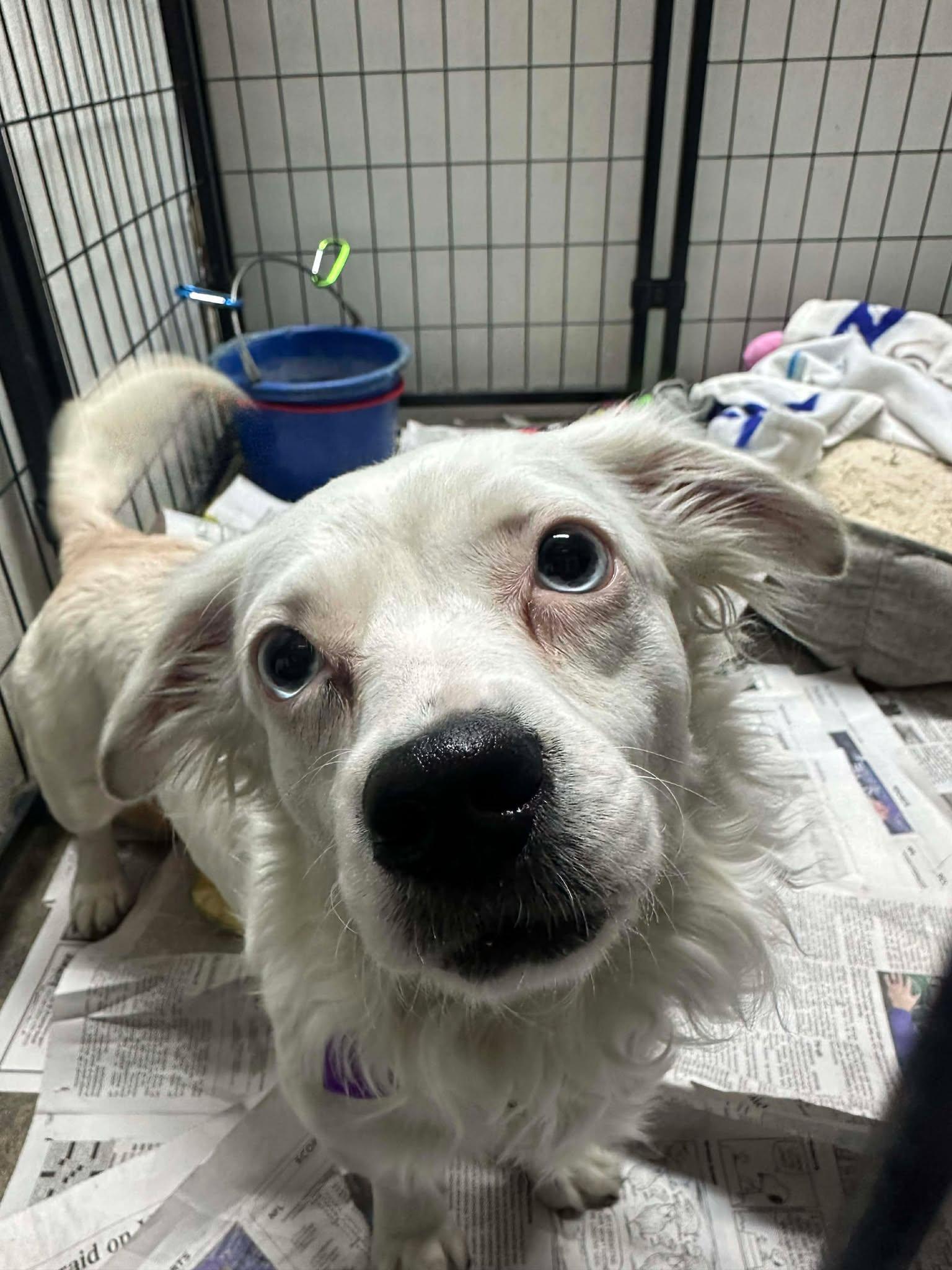 Enlarge Bright Frankie, a Adoptable mixed breed in Mukwonago, WI image 1/3