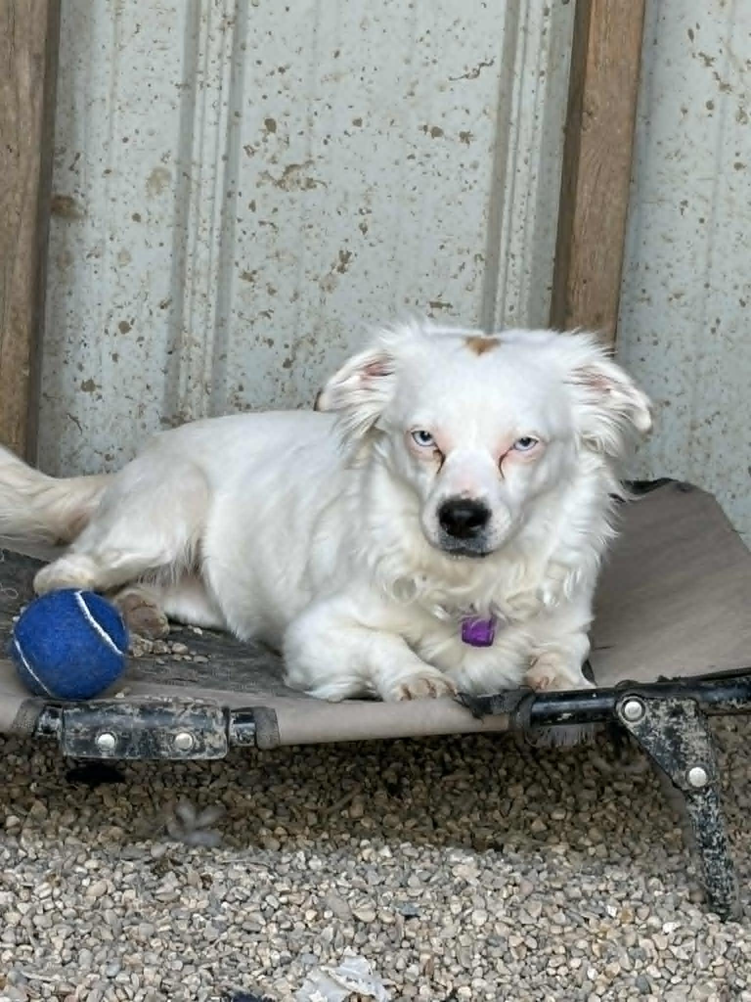 Bright Frankie, Adoptable, Young Female Pekingese & Australian Shepherd.