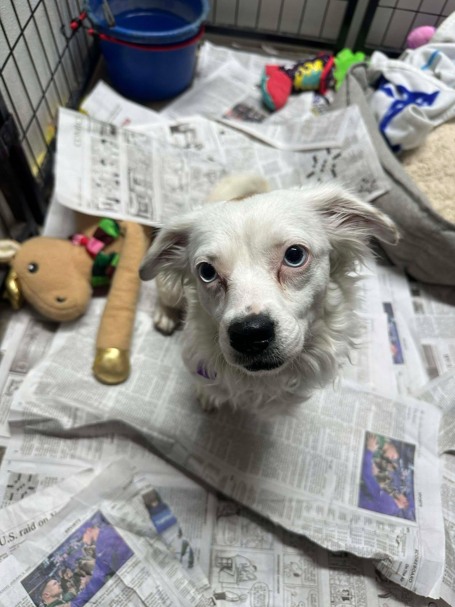 Enlarge Bright Frankie, a Adoptable mixed breed in Mukwonago, WI image 2/3