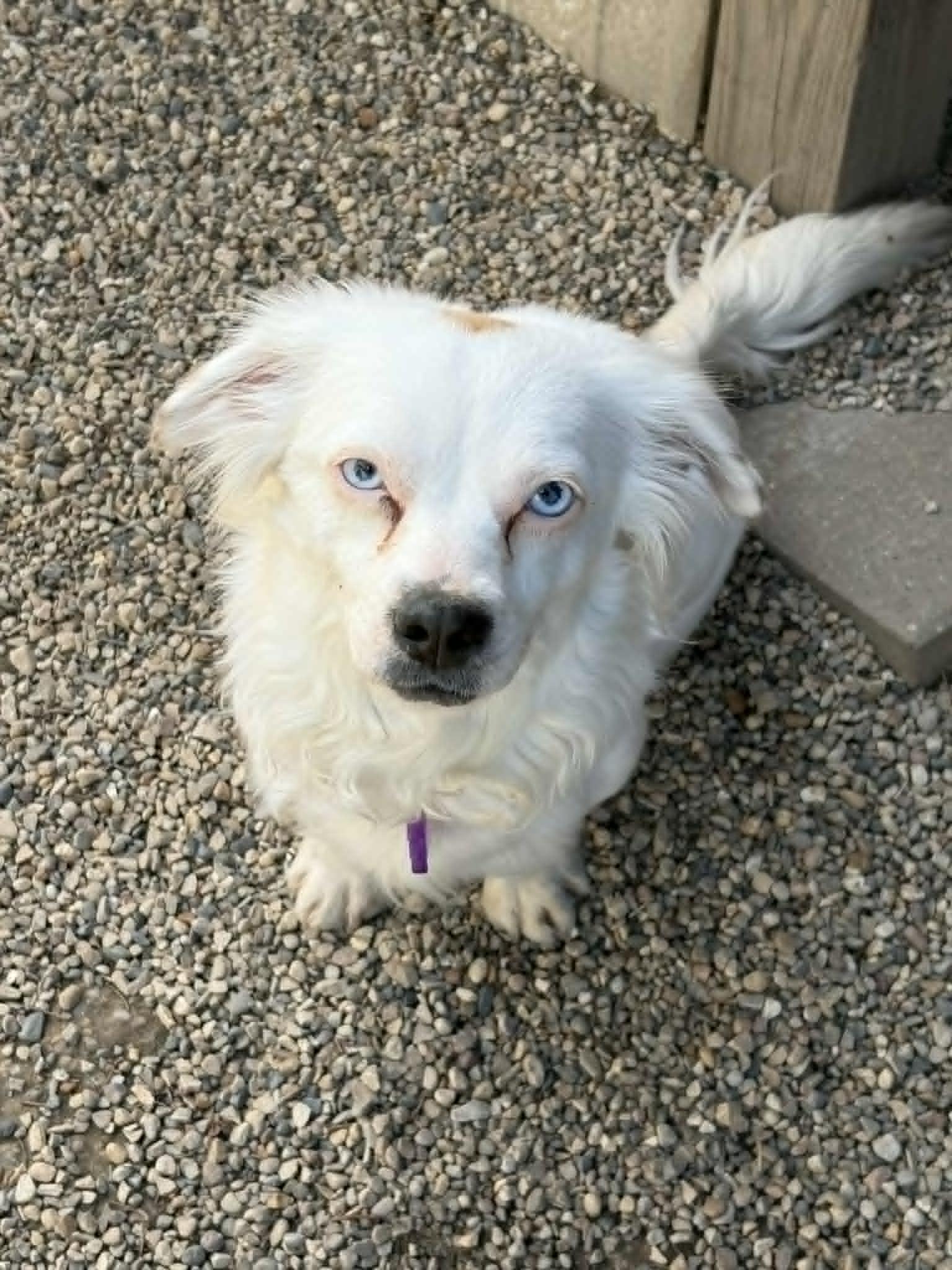 Enlarge Bright Frankie, a Adoptable mixed breed in Mukwonago, WI image 2/3