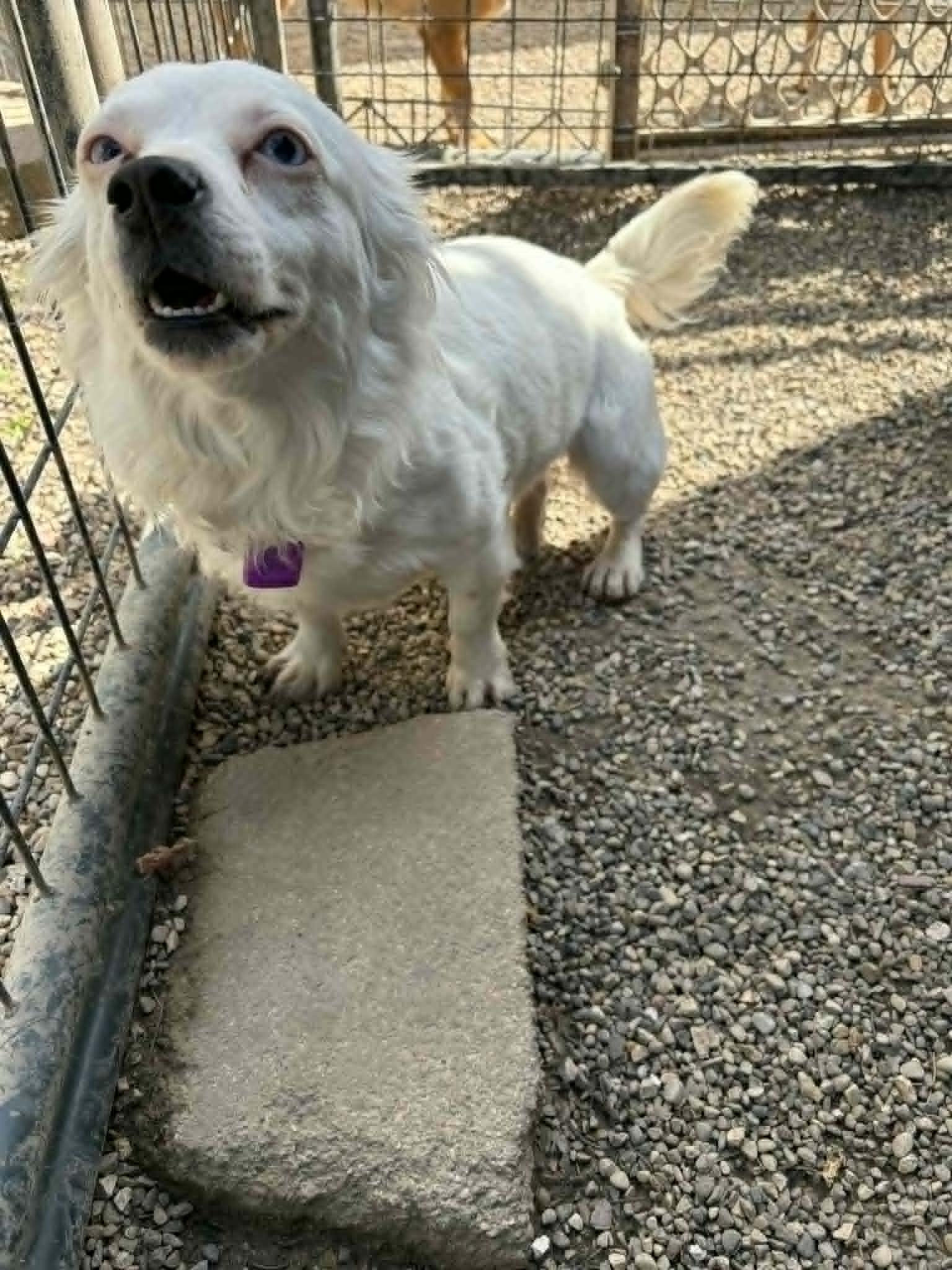 Enlarge Bright Frankie, a Adoptable mixed breed in Mukwonago, WI image 3/3